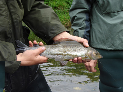 River Irfon Grayling